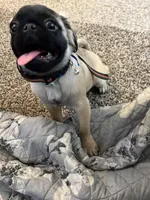 Frank, a male Pug for sale in Elk Grove, CA – Photo 2 of 2