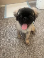 Frank, a male Pug for sale in Elk Grove, CA – Photo 1 of 2