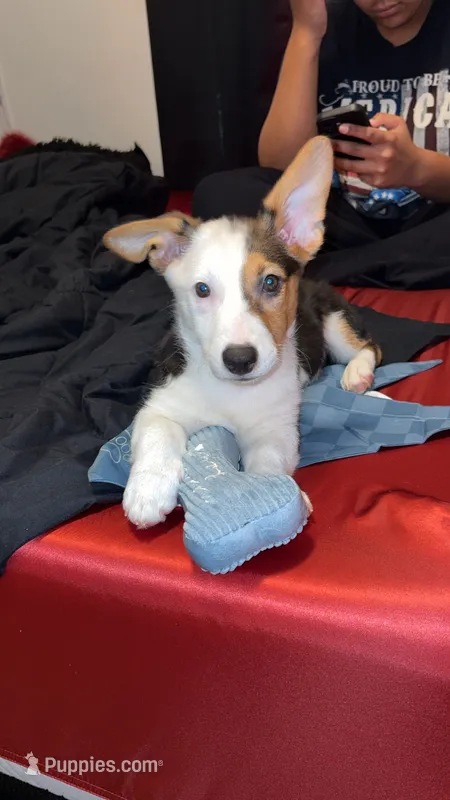 Ghost – Pembroke Welsh Corgi puppy for sale in Plant City, FL