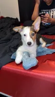 Ghost, a male Pembroke Welsh Corgi for sale in Plant City, FL – 1 of 2