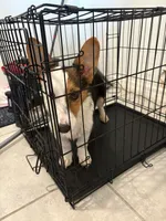 Ghost, a male Pembroke Welsh Corgi for sale in Plant City, FL – 2 of 2