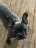 Roc, a male French Bulldog for sale in Atlanta, GA – 3 of 4