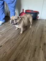 Pepper Rose, a female French Bulldog for sale in Atlanta, GA – 2 of 3