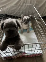 Blue Magic, a male French Bulldog for sale in Atlanta, GA – 5 of 5