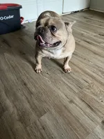 Pepper Rose, a female French Bulldog for sale in Atlanta, GA – 3 of 3