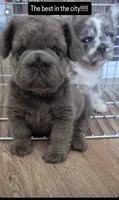 Blue Magic, a male French Bulldog for sale in Atlanta, GA – 3 of 5