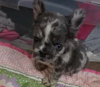 Oreo, a male French Bulldog for sale in Atlanta, GA – 1 of 2