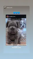 Blue Magic, a male French Bulldog for sale in Atlanta, GA – 4 of 5