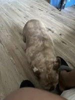 Pepper Rose, a female French Bulldog for sale in Atlanta, GA – 1 of 3