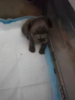 Blue Magic, a male French Bulldog for sale in Atlanta, GA – 1 of 2