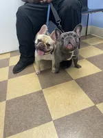 Roc, a male French Bulldog for sale in Atlanta, GA – 4 of 4