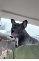 Roc, a male French Bulldog for sale in Atlanta, GA – 2 of 4