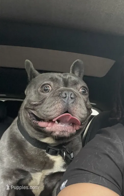 Roc – French Bulldog puppy for sale in Atlanta, GA