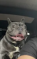 Roc, a male French Bulldog for sale in Atlanta, GA – 1 of 4
