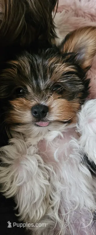 Brodie (Briewer) – Yorkshire Terrier puppy for sale in Turlock, CA