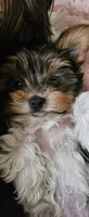 Brodie (Briewer) - Hold, a male Yorkshire Terrier for sale in Turlock, CA – 1 of 7