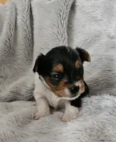 Brodie, a male Yorkshire Terrier for sale in Turlock, CA – 1 of 4