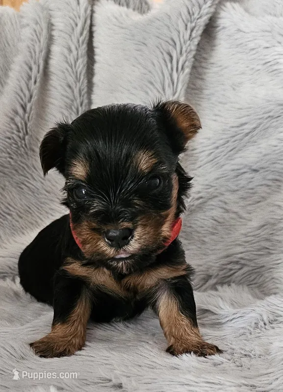 Jaxxson – Yorkshire Terrier puppy for sale in Turlock, CA