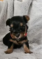 Jaxxson, a male Yorkshire Terrier for sale in Turlock, CA – 1 of 3
