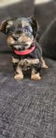 Jaxson, a male Yorkshire Terrier for sale in Turlock, CA – 3 of 5