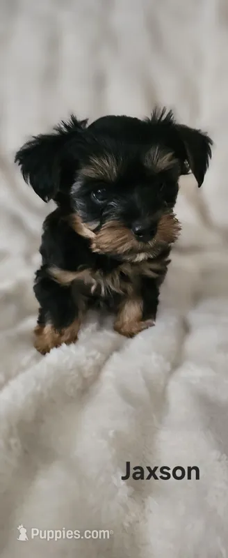 Jaxson – Yorkshire Terrier puppy for sale in Turlock, CA