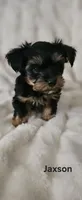 Jaxson - Pending pickup, a male Yorkshire Terrier for sale in Turlock, CA – 2 of 7