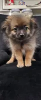 Luna, a female Pomeranian for sale in Turlock, CA – 2 of 4