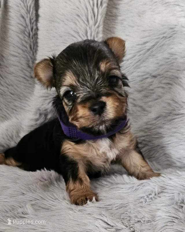 Bella – Yorkshire Terrier puppy for sale in Turlock, CA