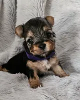 Bella, a female Yorkshire Terrier for sale in Turlock, CA – 1 of 4