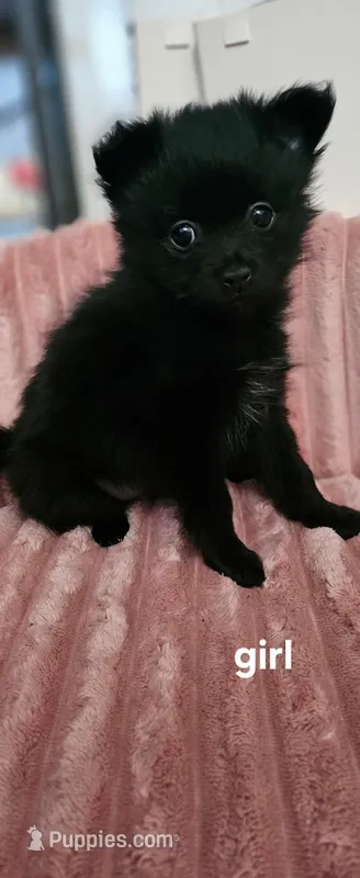 Lulu – Pomeranian puppy for sale in Turlock, CA
