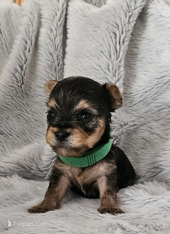 Chase – Yorkshire Terrier puppy for sale in Turlock, CA