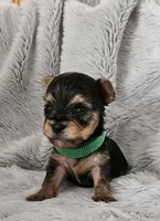 Chase, a male Yorkshire Terrier for sale in Turlock, CA – 1 of 4