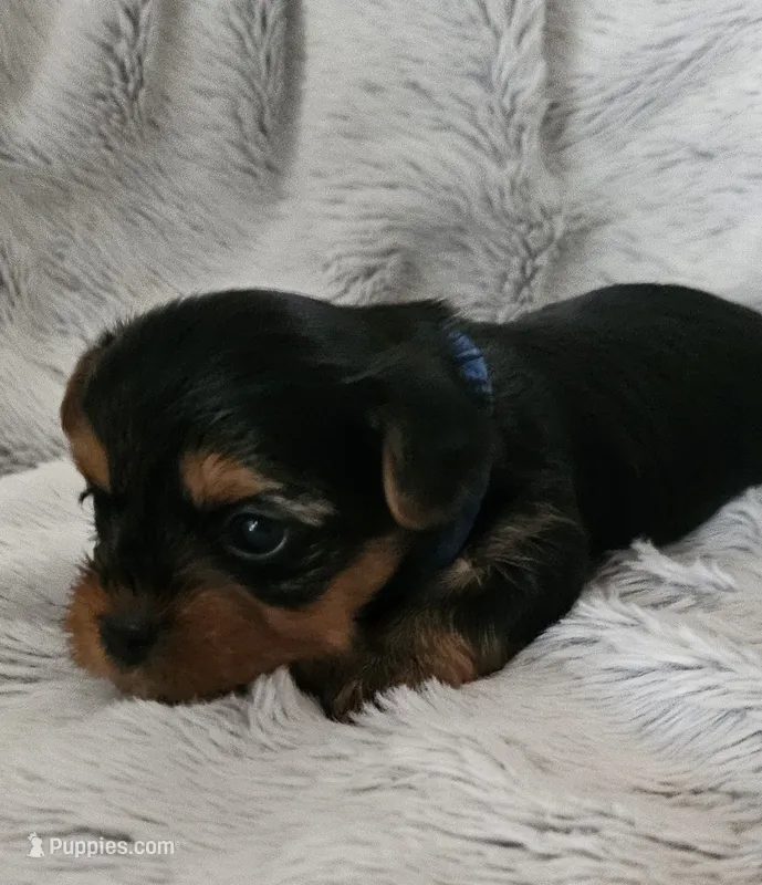 Baxter – Yorkshire Terrier puppy for sale in Turlock, CA