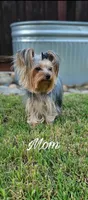 Grayson, a male Yorkshire Terrier for sale in Turlock, CA – 2 of 3