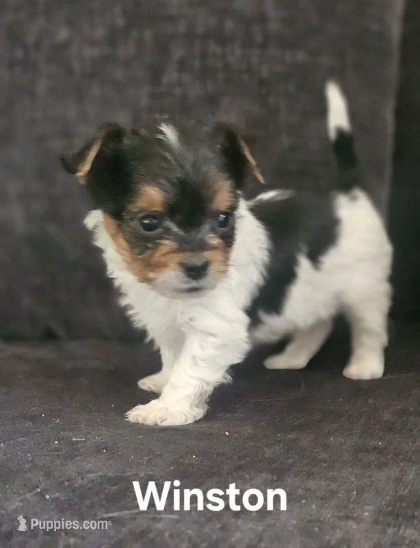 Winston (Briewer) – Yorkshire Terrier puppy for sale in Turlock, CA