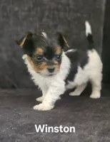 Winston (Briewer), a male Yorkshire Terrier for sale in Turlock, CA – 1 of 7