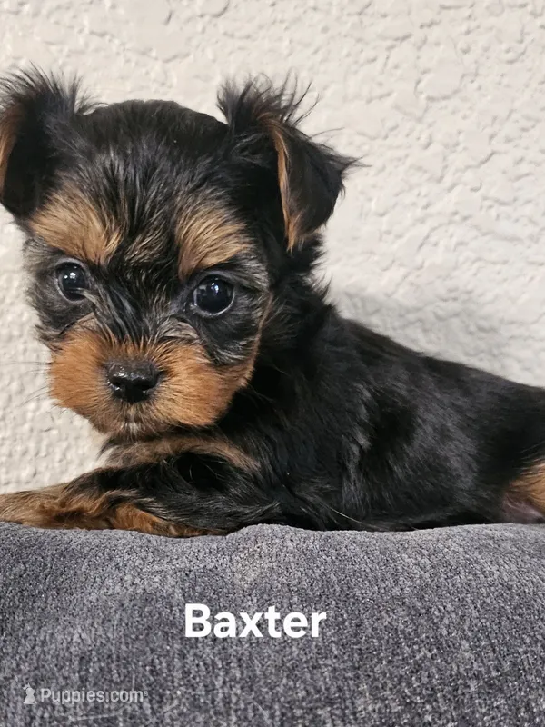 Baxter – Yorkshire Terrier puppy for sale in Turlock, CA