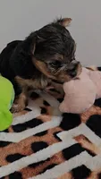 Bella, a female Yorkshire Terrier for sale in Turlock, CA – 2 of 4