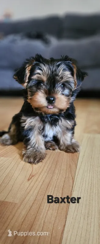 Baxter – Yorkshire Terrier puppy for sale in Turlock, CA