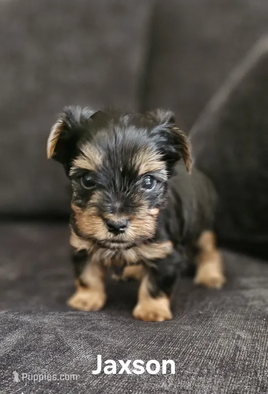 Jaxson – Yorkshire Terrier puppy for sale in Turlock, CA