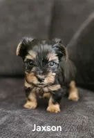 Jaxson, a male Yorkshire Terrier for sale in Turlock, CA – 1 of 5