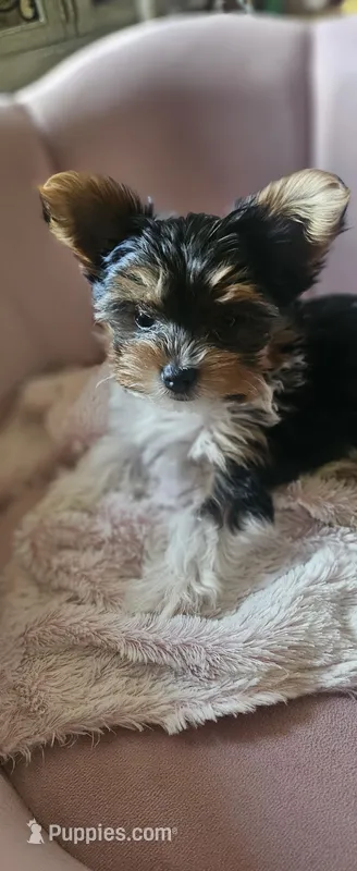 Brodie (Briewer) – Yorkshire Terrier puppy for sale in Turlock, CA