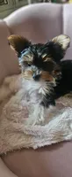 Brodie (Briewer) - Hold, a male Yorkshire Terrier for sale in Turlock, CA – 2 of 7
