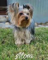 Jaxxson, a male Yorkshire Terrier for sale in Turlock, CA – 2 of 3