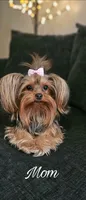 Baxter, a male Yorkshire Terrier for sale in Turlock, CA – 3 of 4