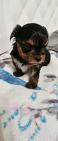 Toby, a male Yorkshire Terrier for sale in Turlock, CA – 2 of 4