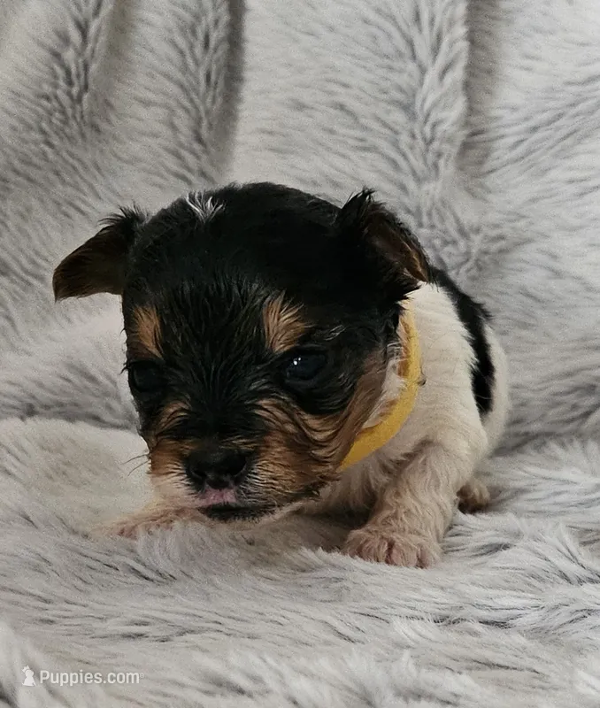 Winston – Yorkshire Terrier puppy for sale in Turlock, CA