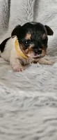 Winston, a male Yorkshire Terrier for sale in Turlock, CA – 2 of 5