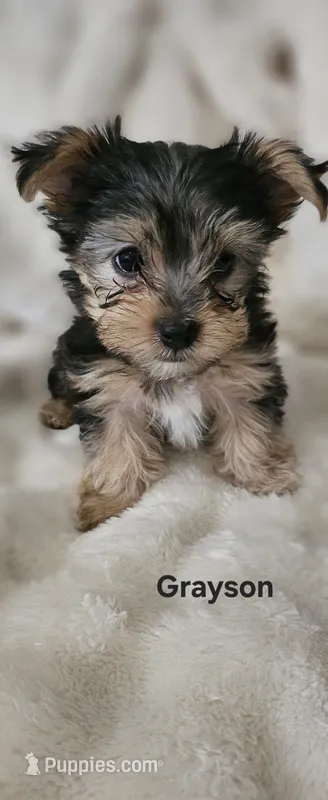Grayson – Yorkshire Terrier puppy for sale in Turlock, CA