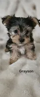Grayson, a male Yorkshire Terrier for sale in Turlock, CA – 2 of 7